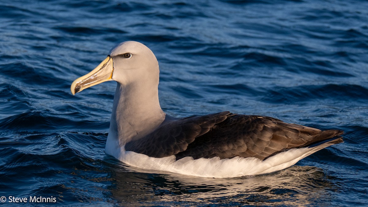Salvin albatrosa - ML646352898