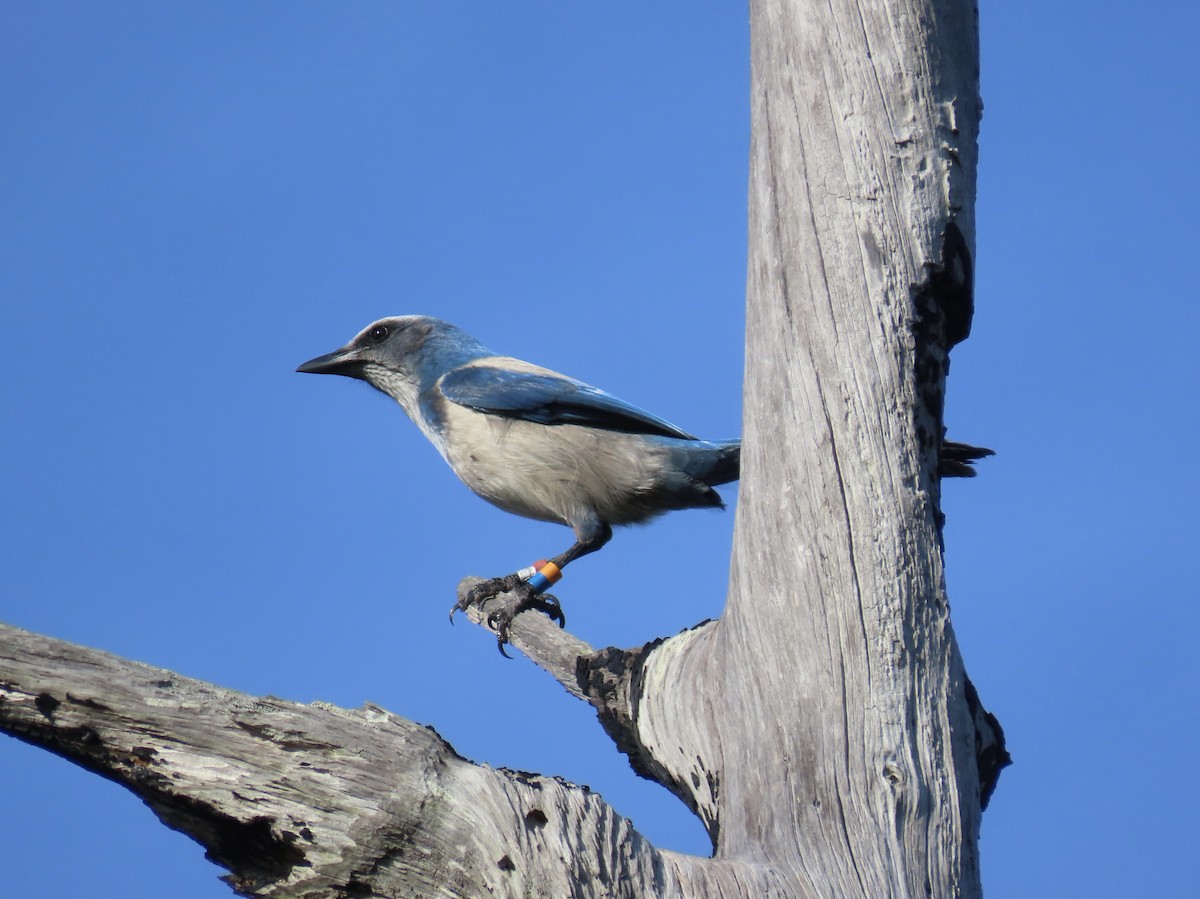 Florida Scrub-Jay - ML646352901