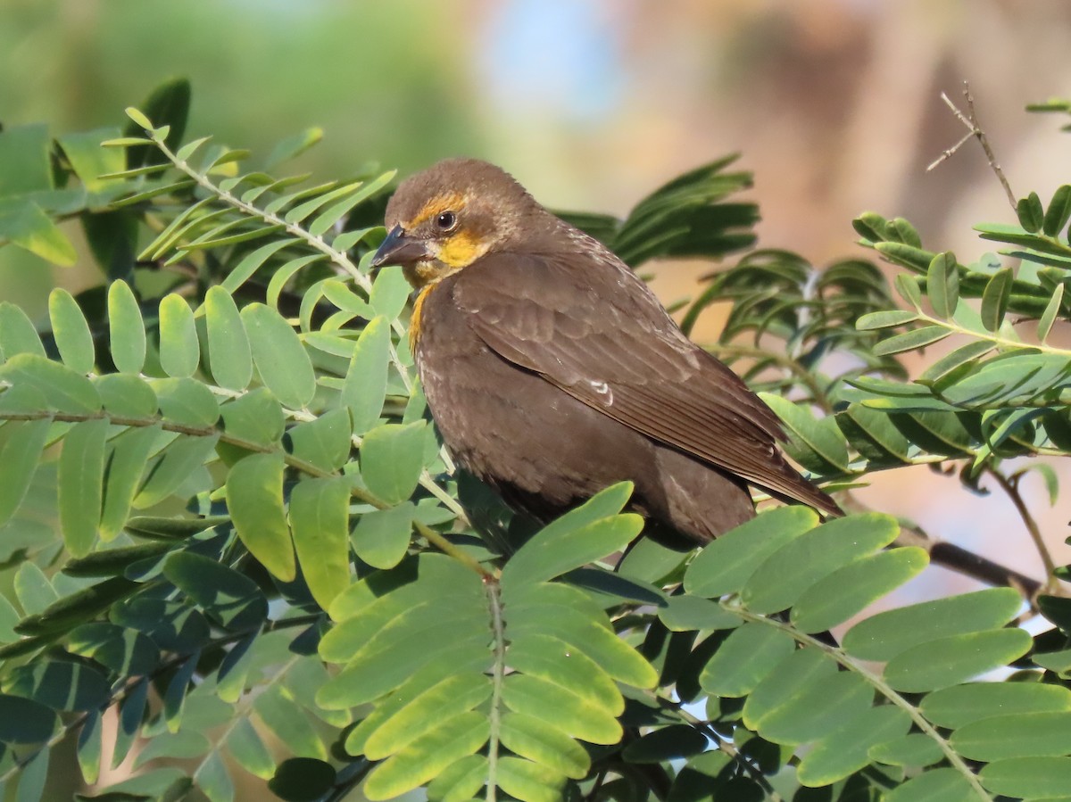 Yellow-headed Blackbird - ML646352902