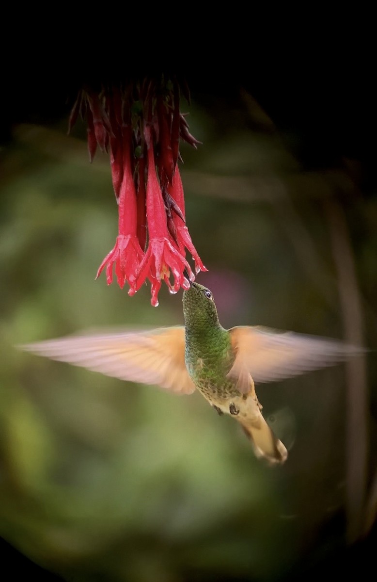 Buff-tailed Coronet - ML646352904