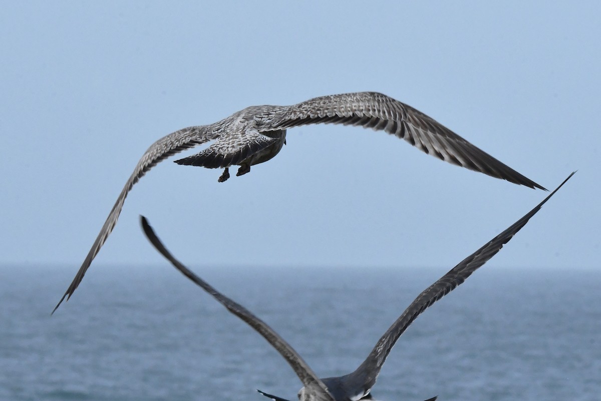 European Herring Gull - ML646352905
