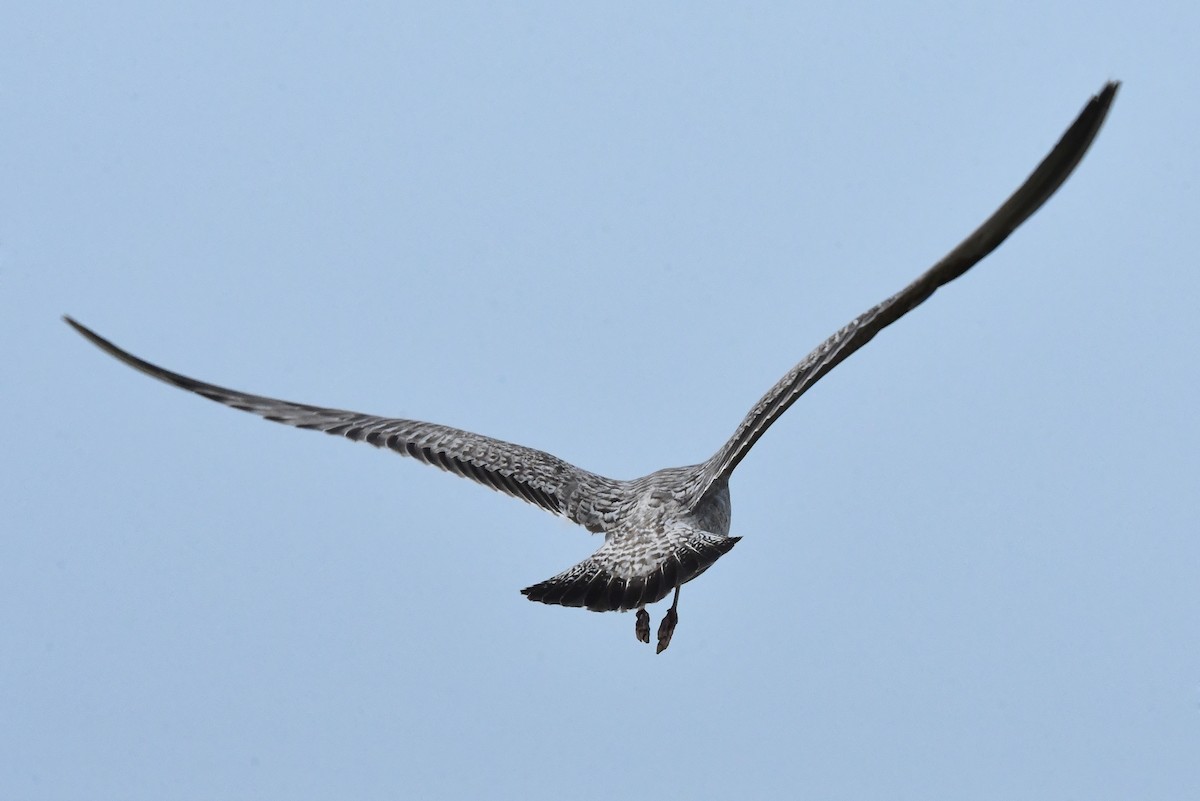European Herring Gull - ML646352907
