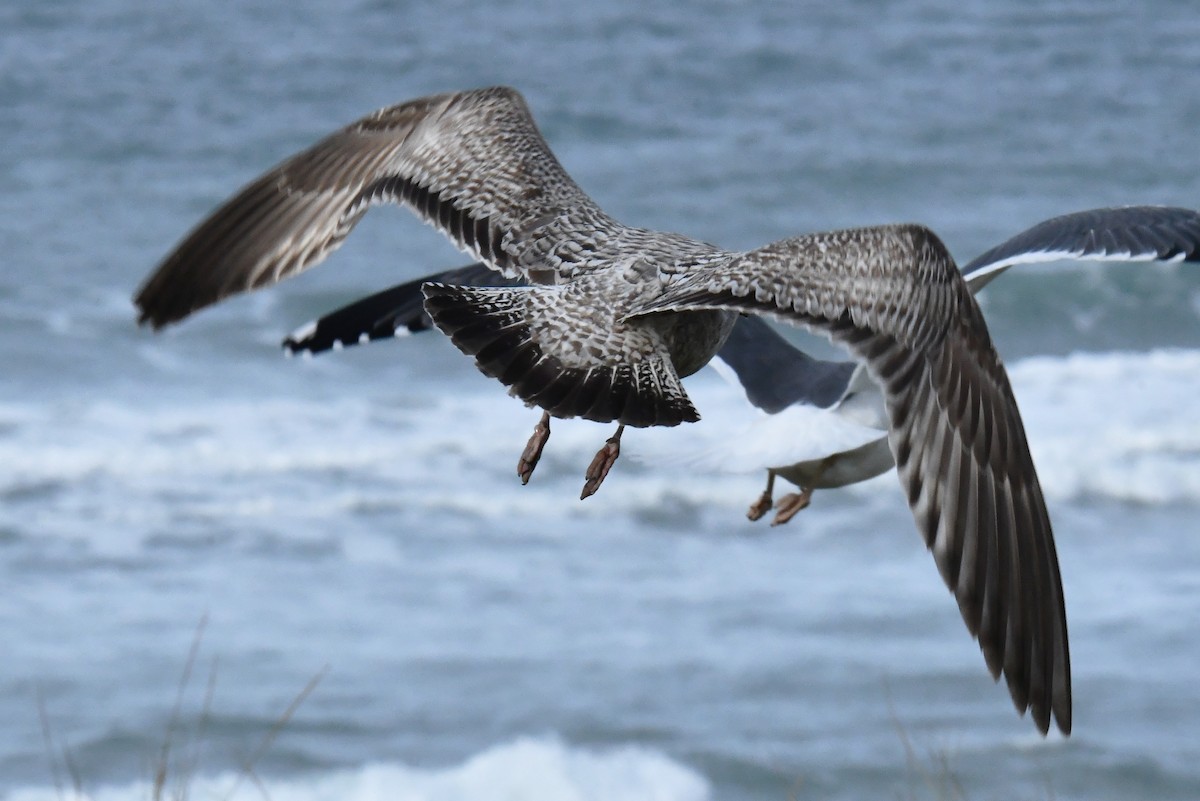 European Herring Gull - ML646352910