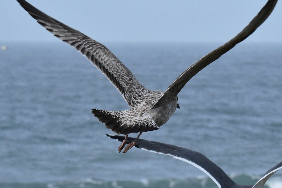 European Herring Gull - ML646352911