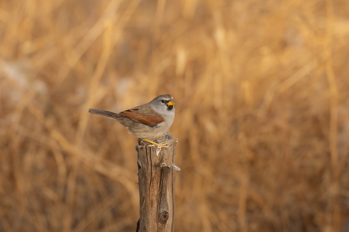 Great Inca-Finch - ML646352912