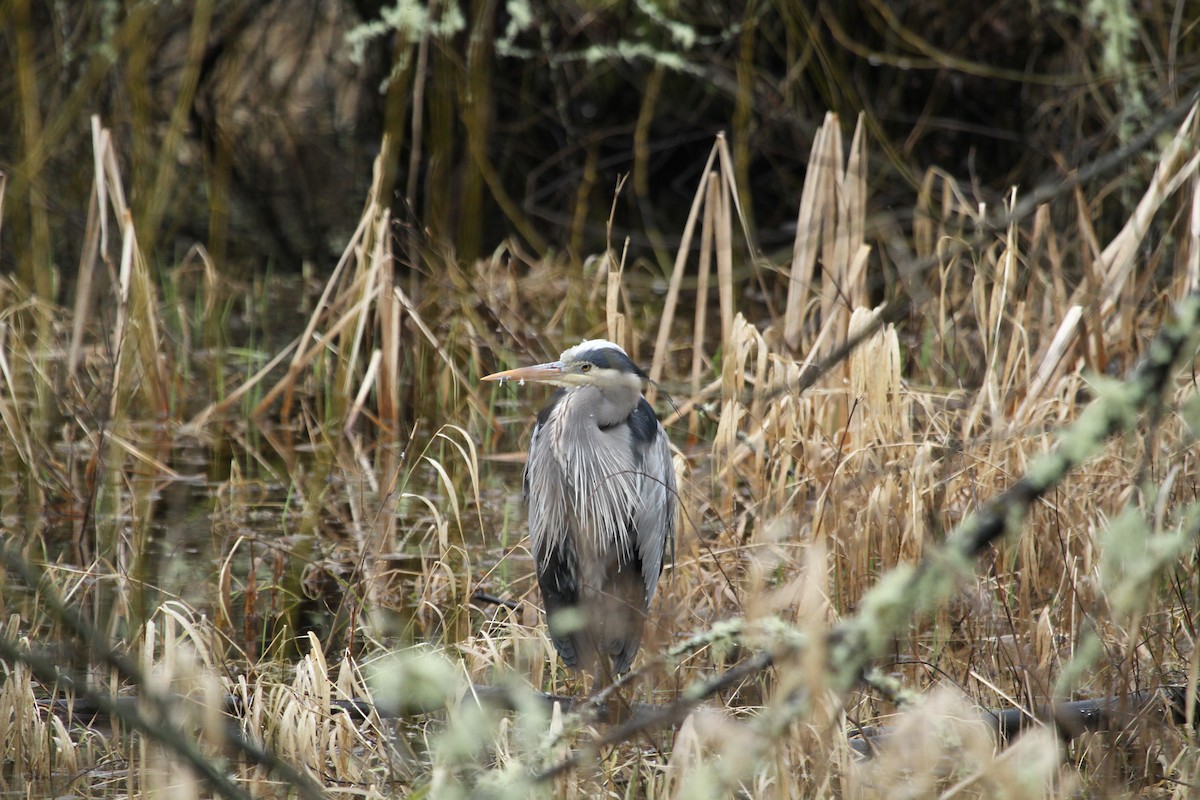 Great Blue Heron - ML646352916