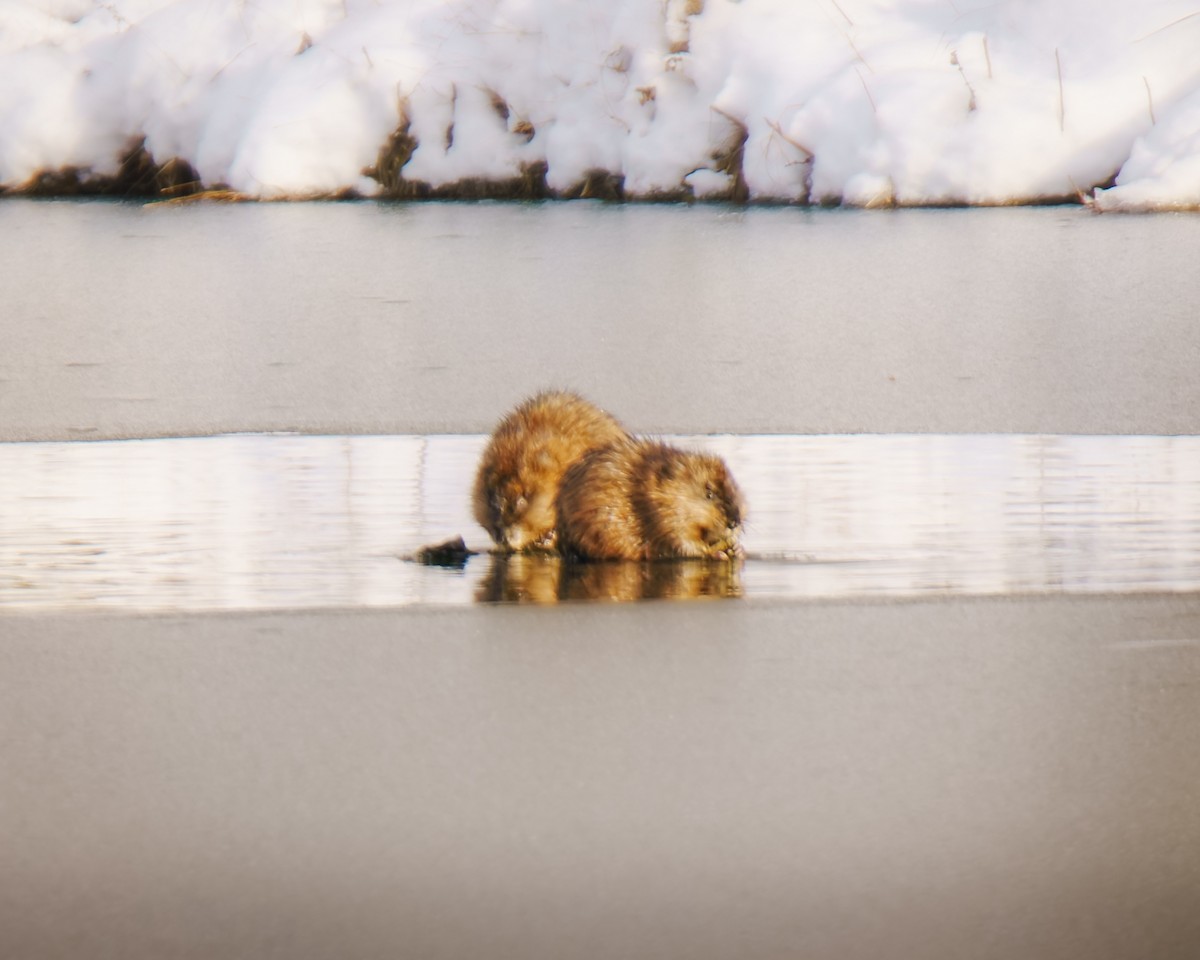 Muskrat - ML646352920