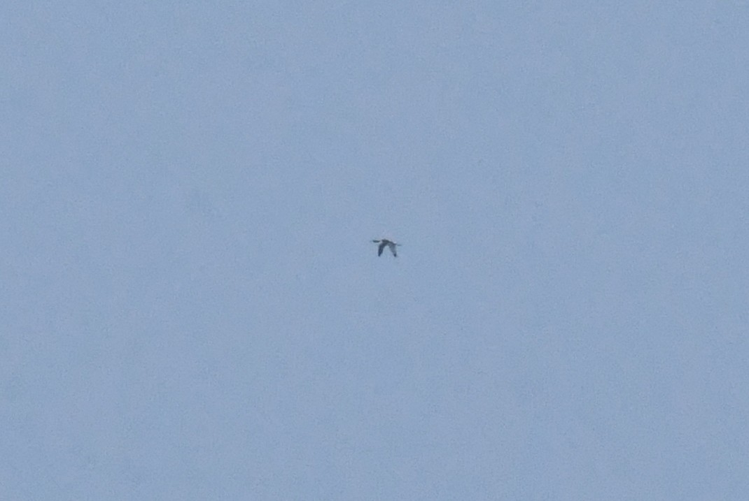 Common Loon - ML646352923