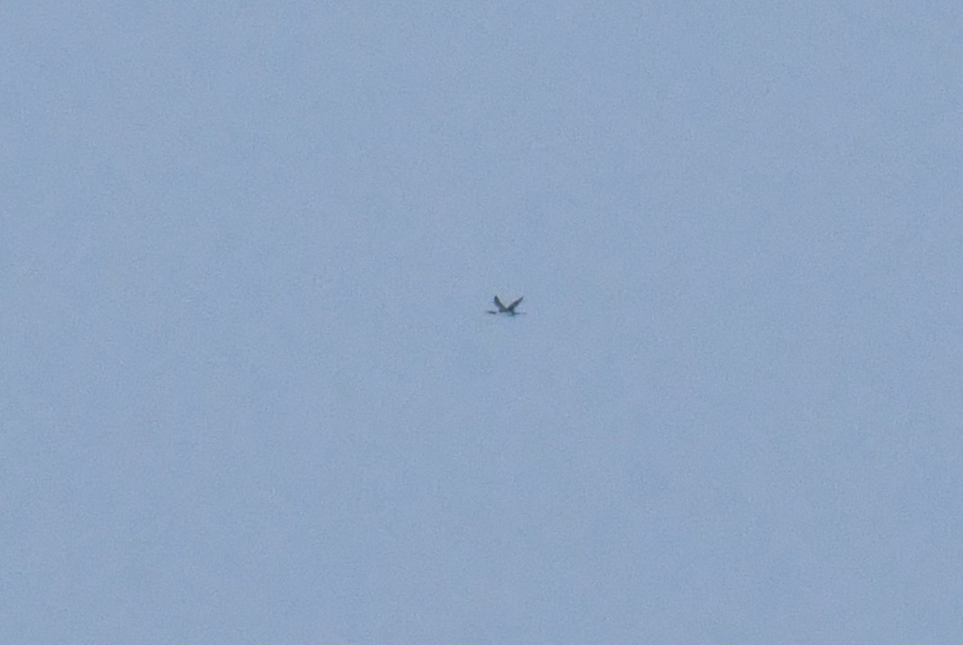 Common Loon - ML646352924