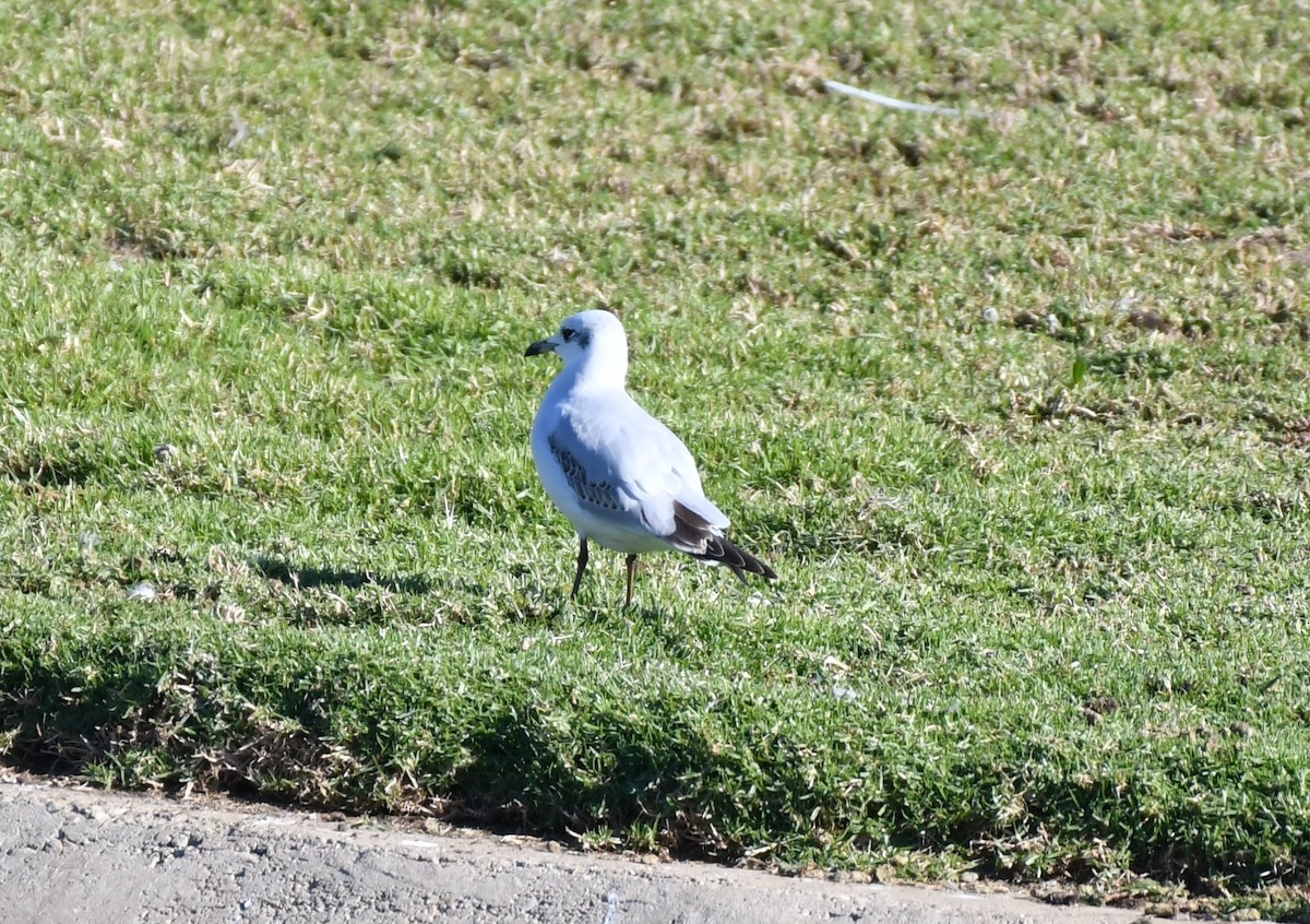 Mediterranean Gull - ML646352934