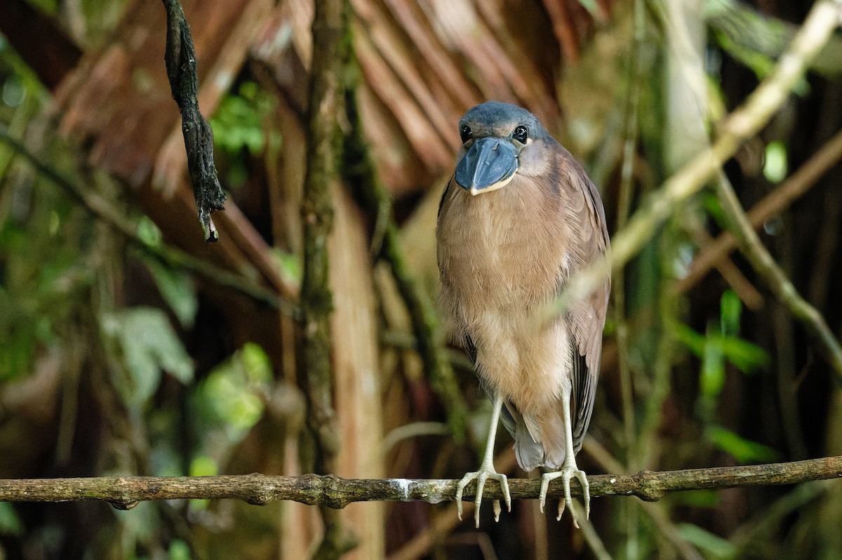 Boat-billed Heron - ML646352937
