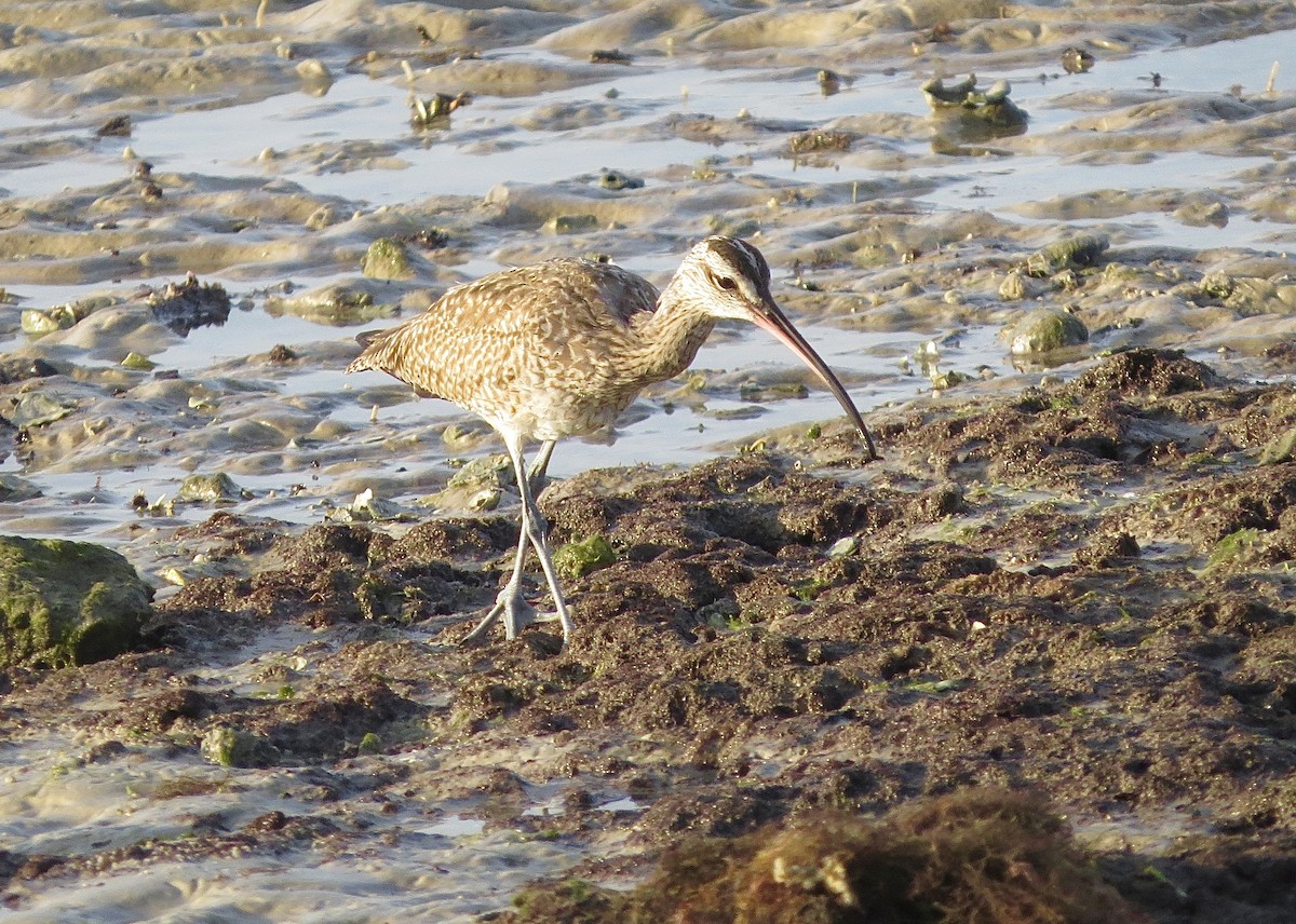 Hudsonian Whimbrel - ML646352950