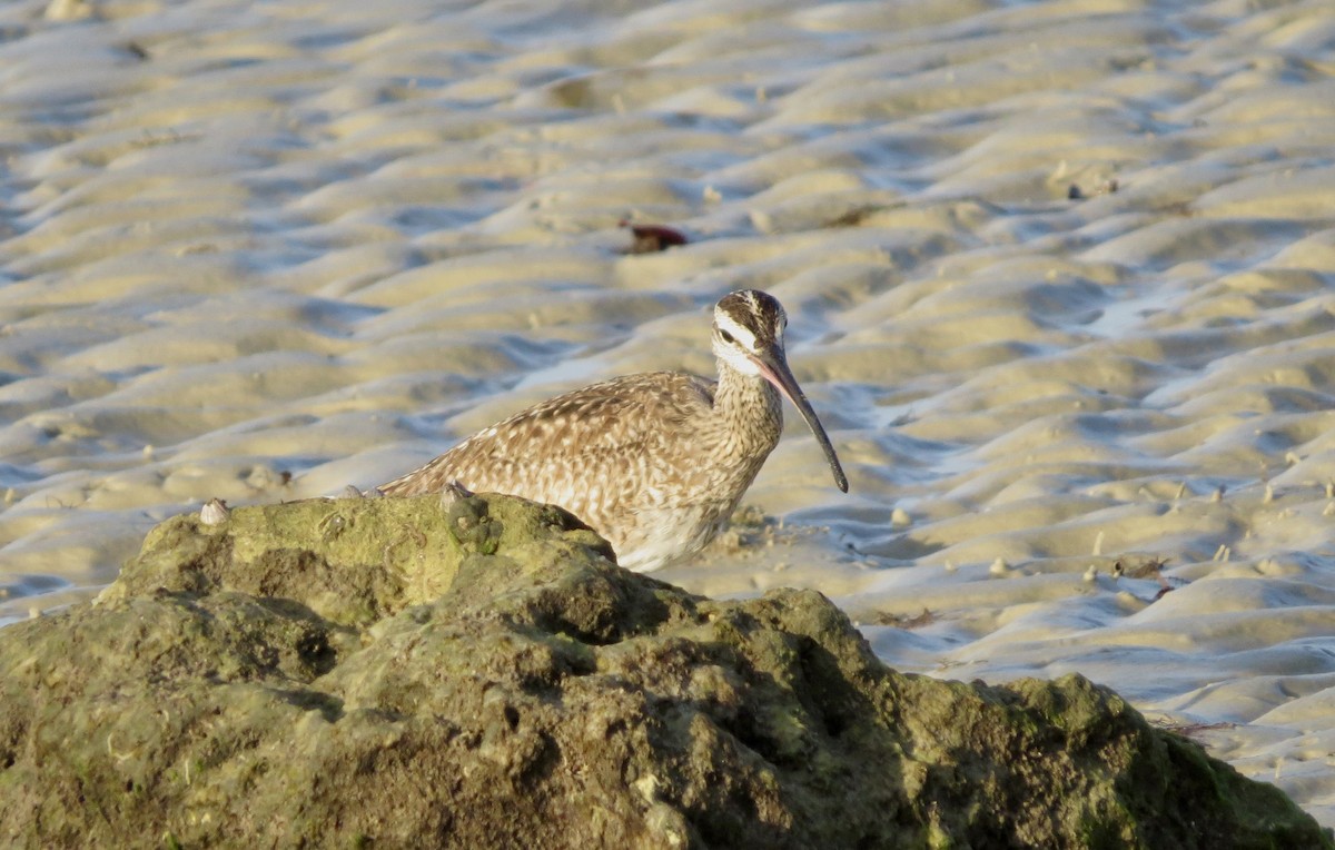 Hudsonian Whimbrel - ML646352951