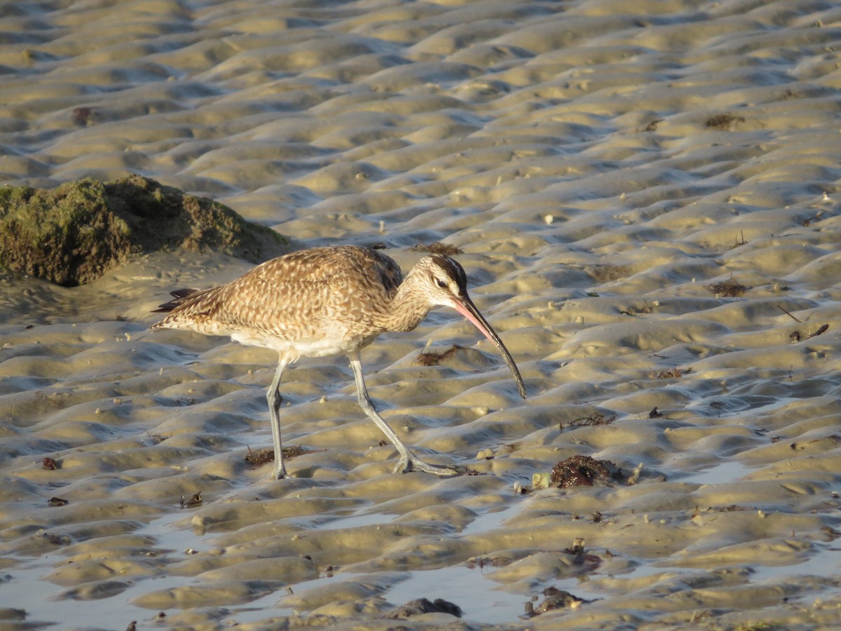 Hudsonian Whimbrel - ML646352952