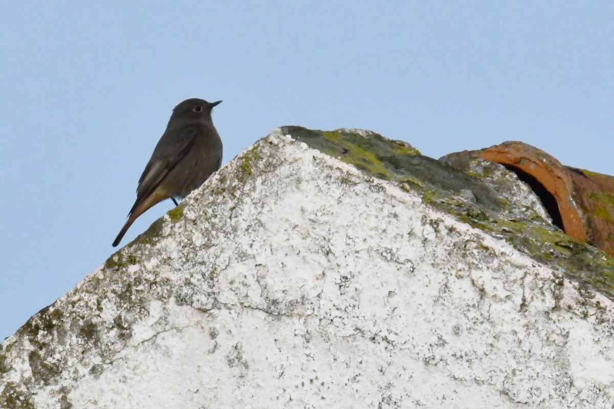 Black Redstart - ML646352955
