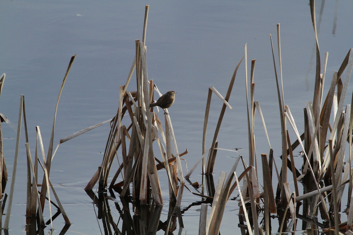 Marsh Wren - ML646352957