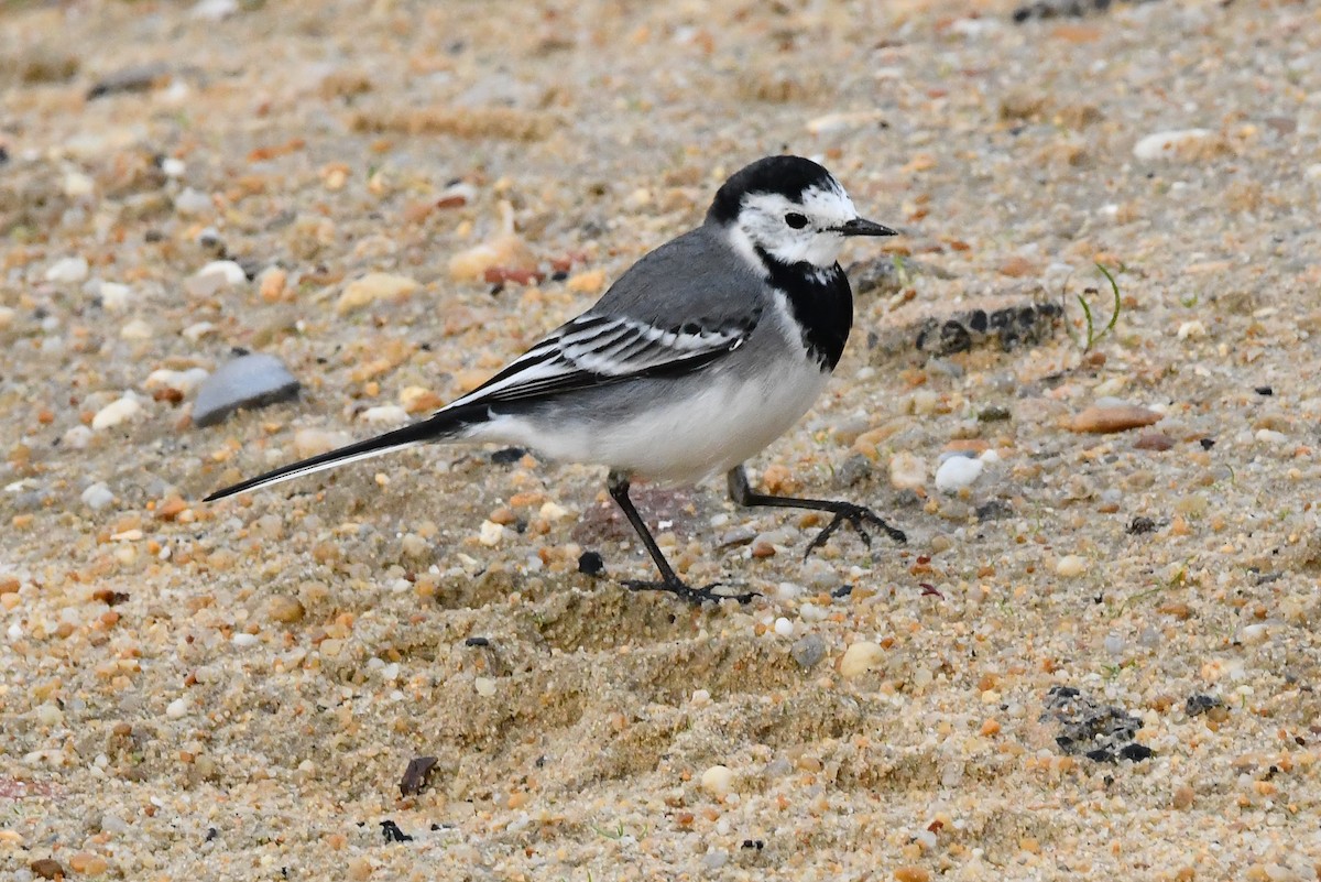 White Wagtail - ML646352958