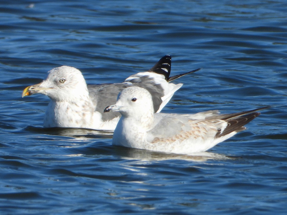 Common Gull - ML646352962