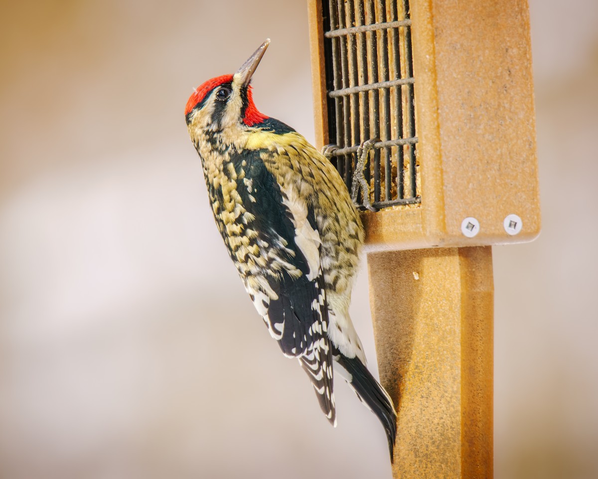 Yellow-bellied Sapsucker - ML646352963