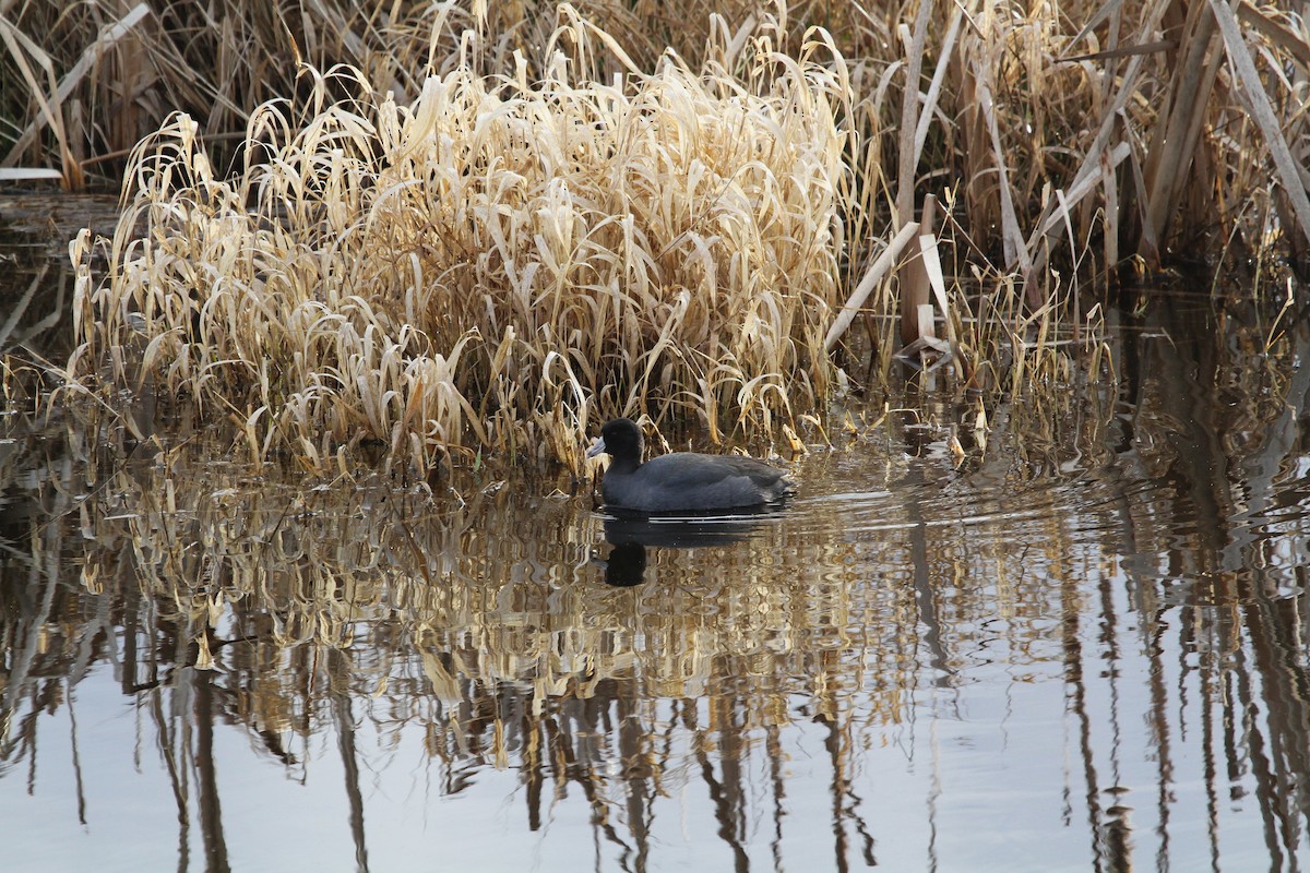 American Coot - ML646352967