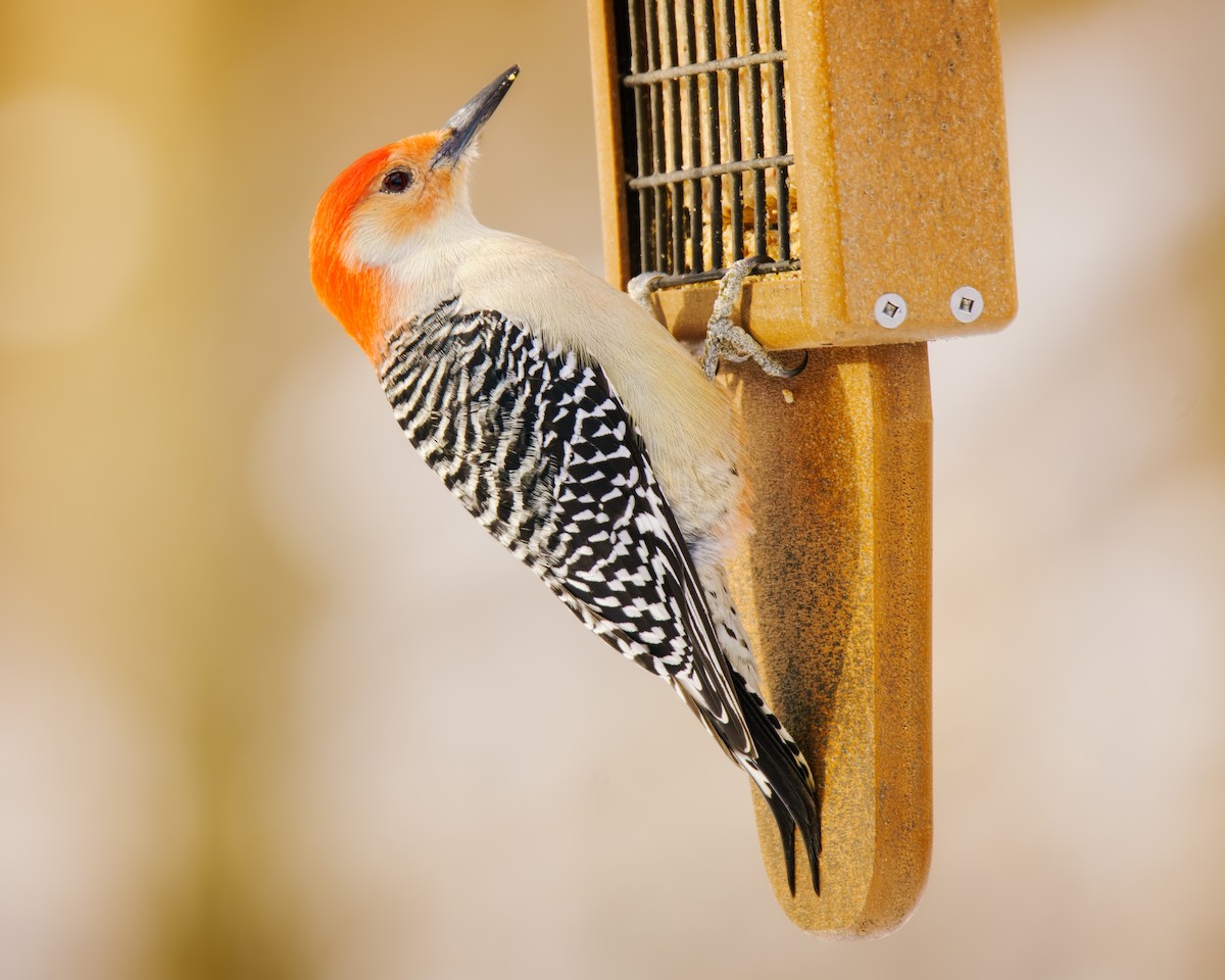 Pic à ventre roux - ML646352969