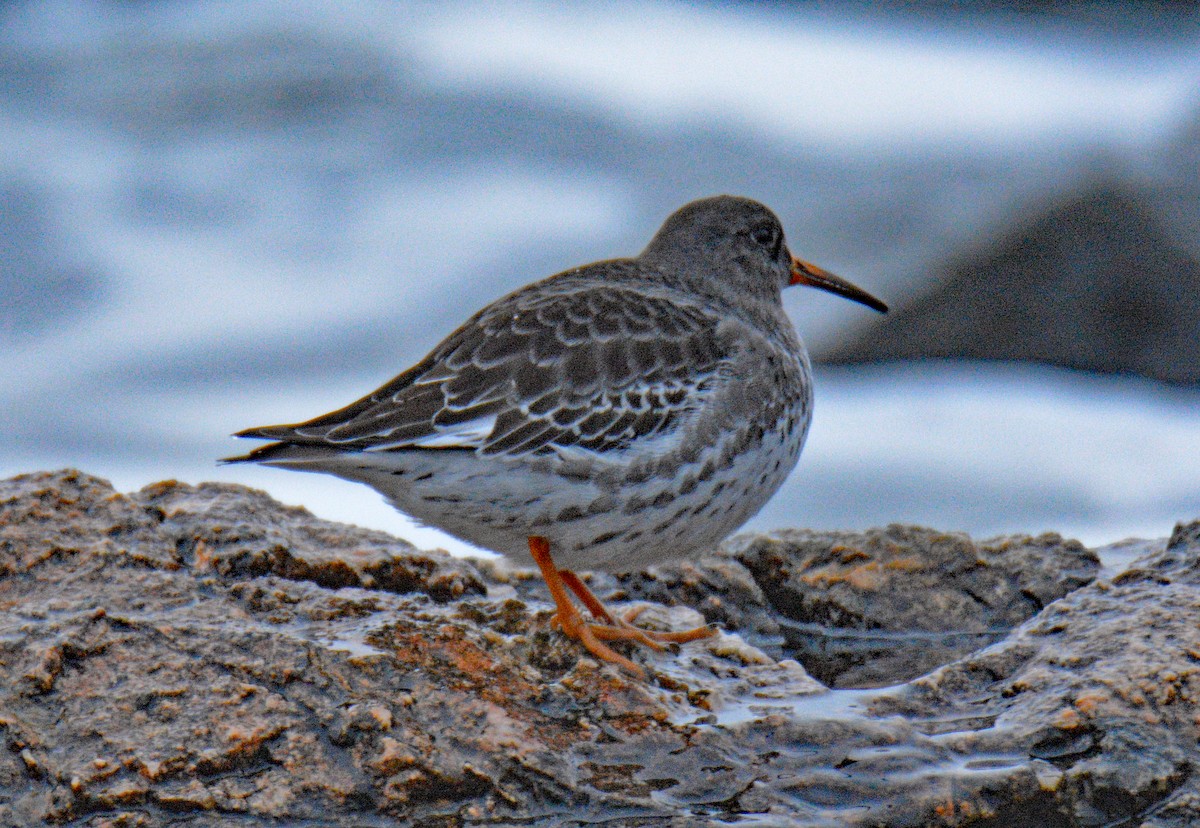 Piovanello violetto - ML646352970