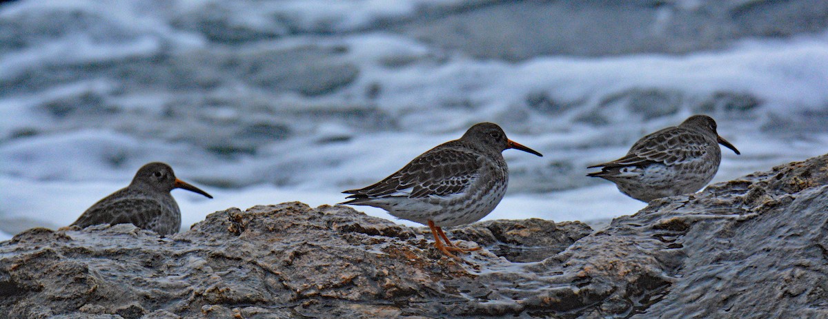 Piovanello violetto - ML646352971