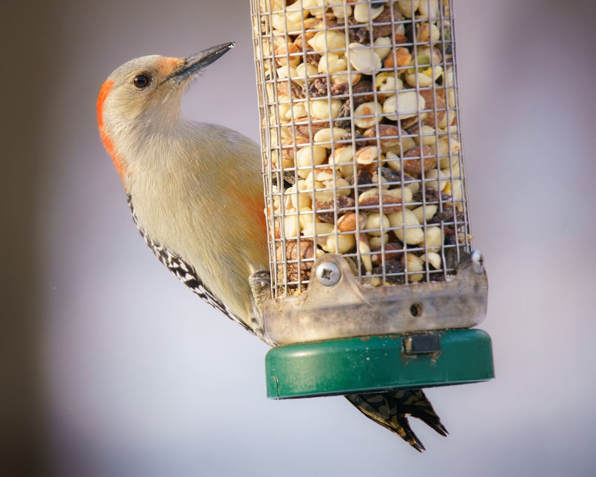 Pic à ventre roux - ML646352973