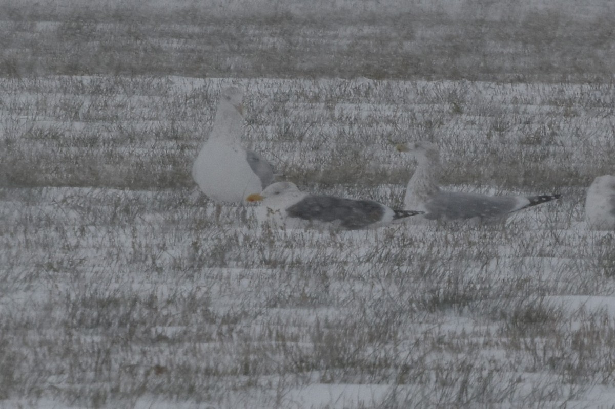 American Herring x Great Black-backed Gull (hybrid) - ML646352984