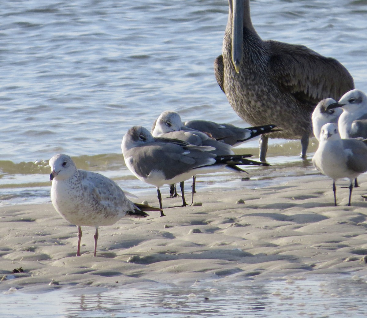 Ring-billed Gull - ML646352987