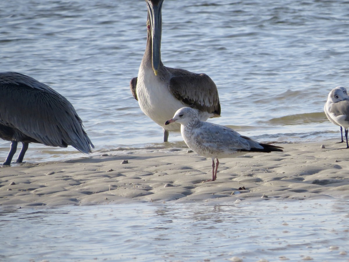 Ring-billed Gull - ML646352988