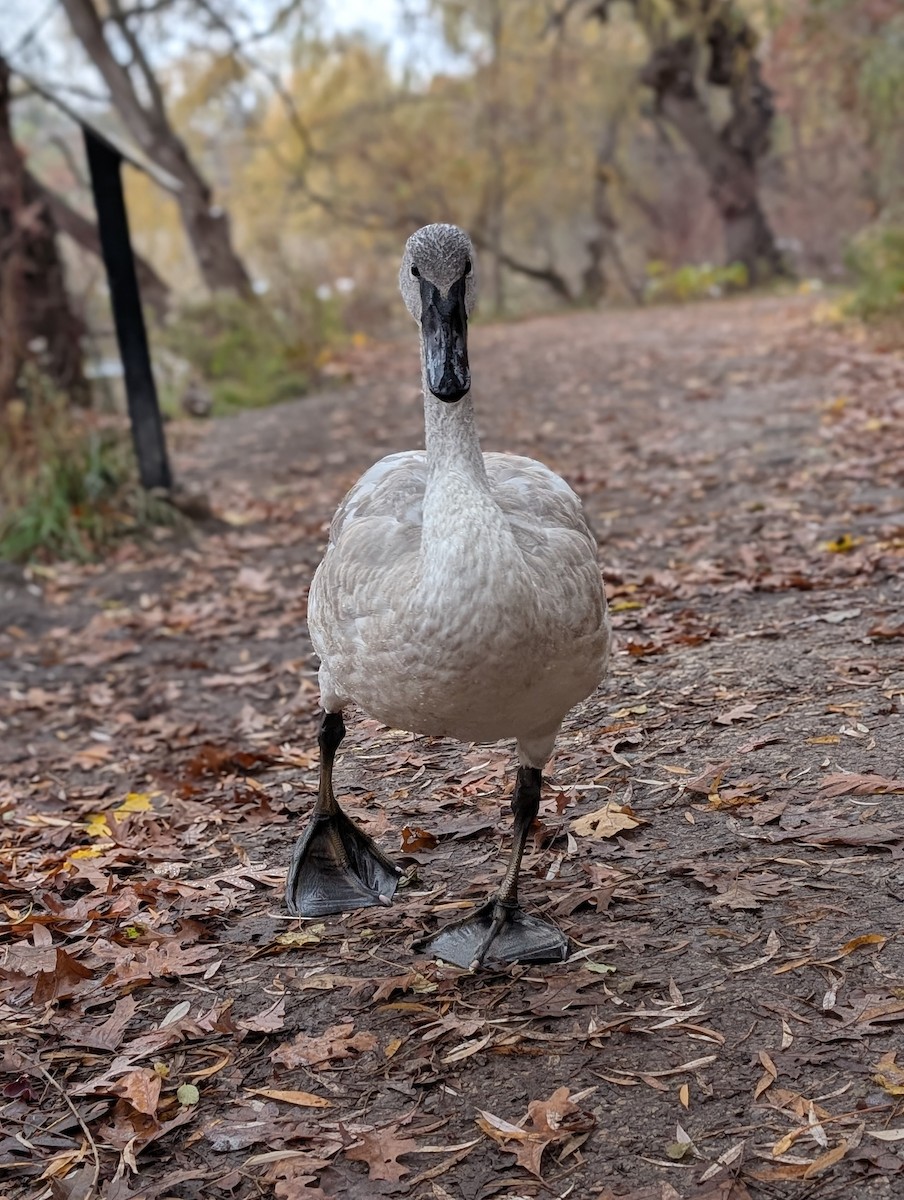Trumpeter Swan - ML646352990