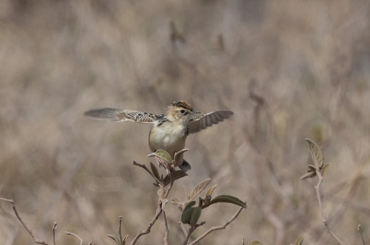 チビオセッカ - ML646353005