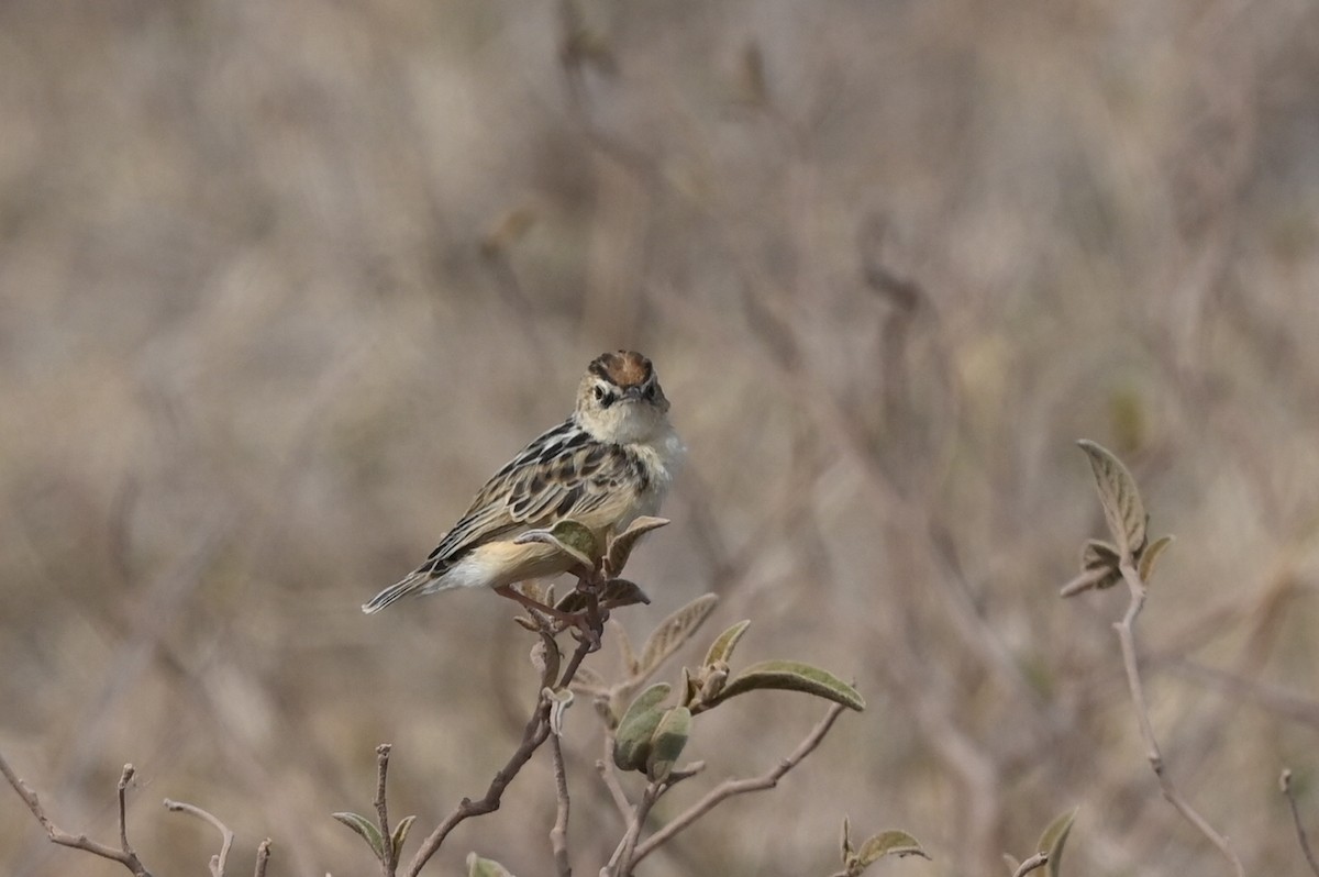 チビオセッカ - ML646353006