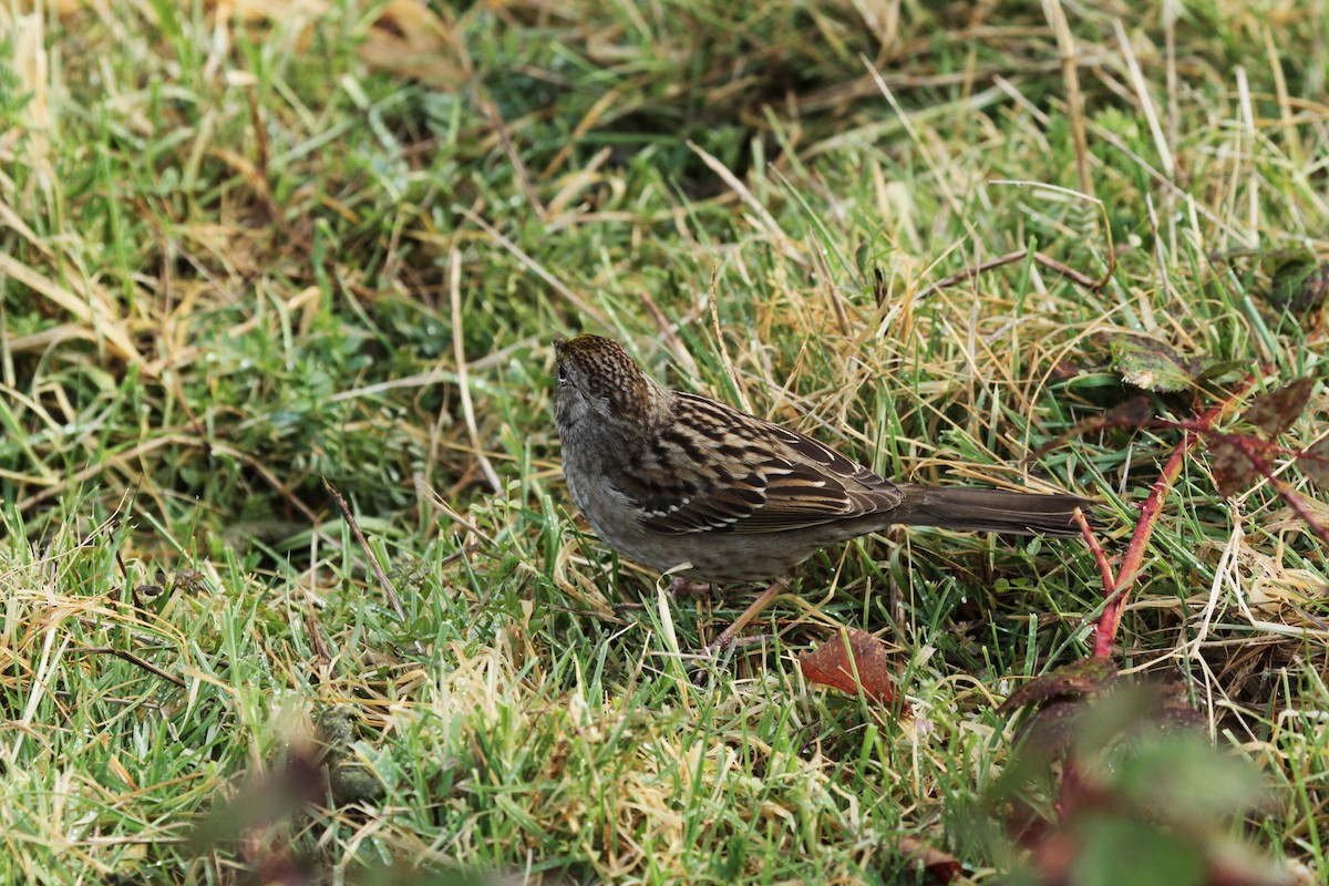 Golden-crowned Sparrow - ML646353007
