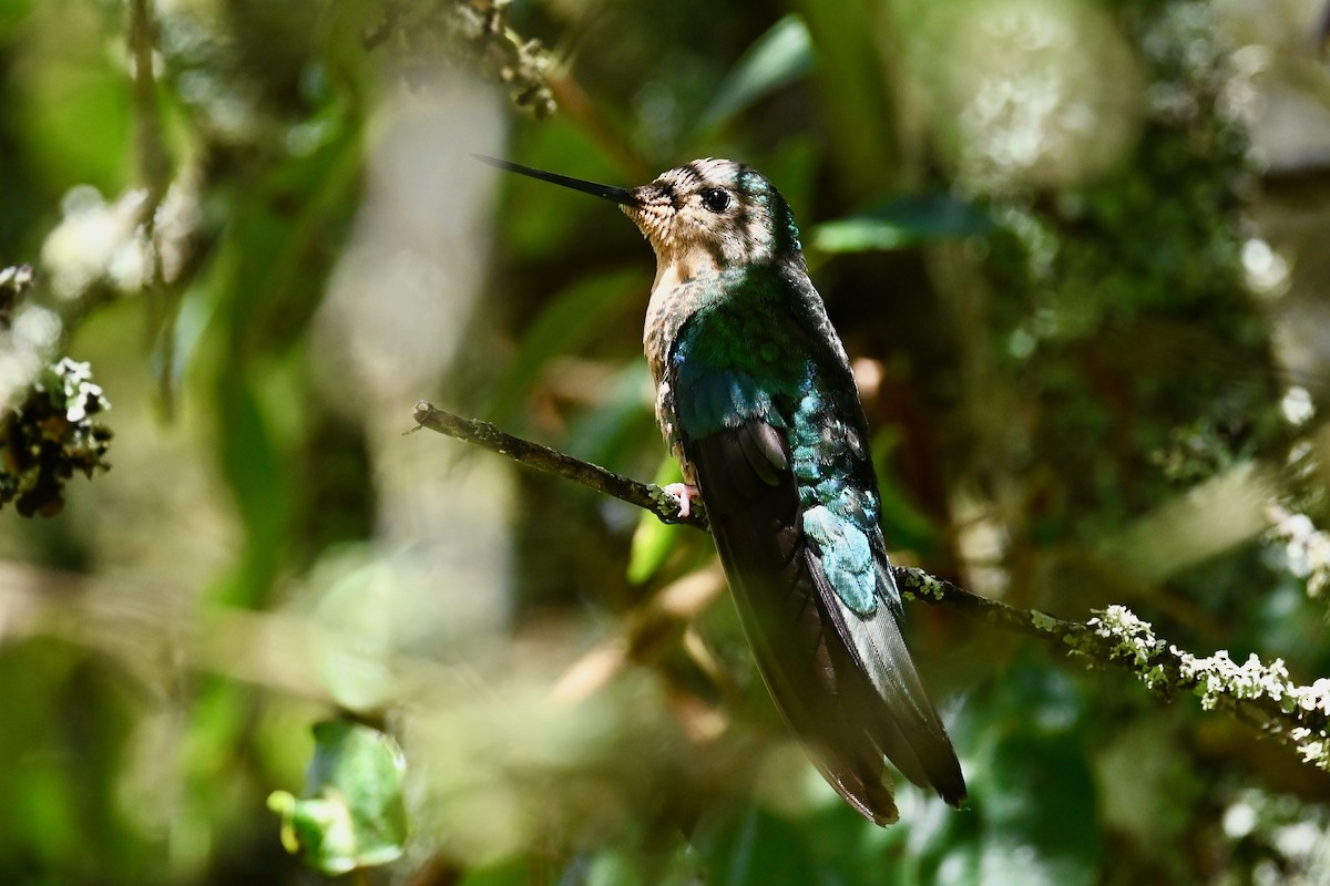 Blue-throated Starfrontlet - ML646353009