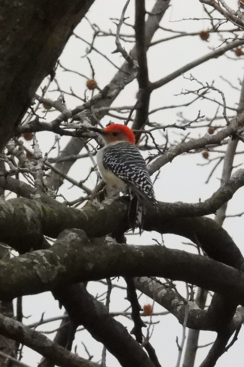 Pic à ventre roux - ML646353010