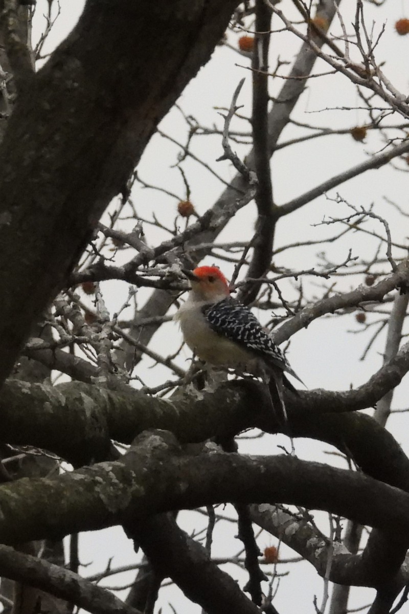 Pic à ventre roux - ML646353011