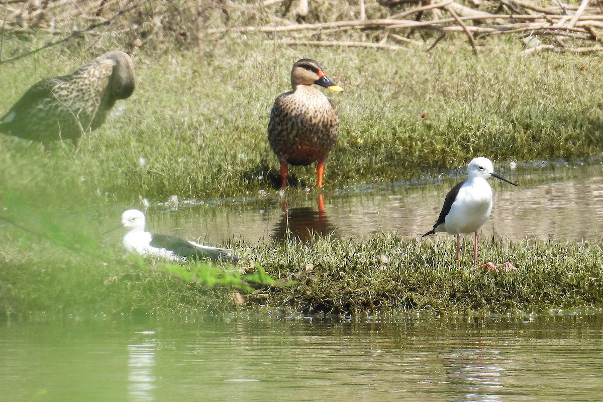 Zankaluze eurasiarra - ML646353012