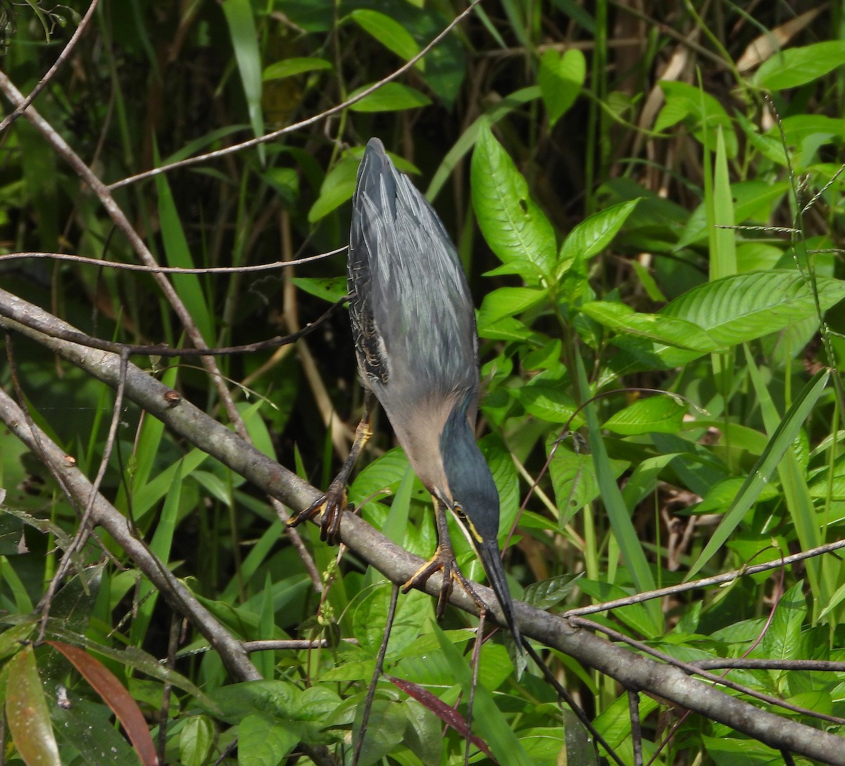 Green Heron - ML646353013