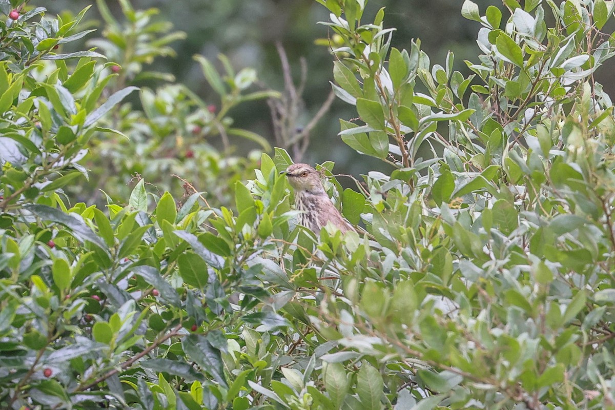 Drakensberg Prinia - ML646353014