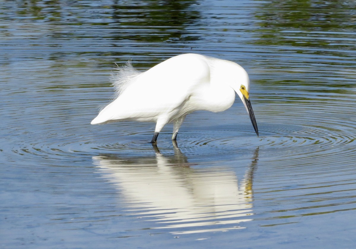 Snowy Egret - ML646353015