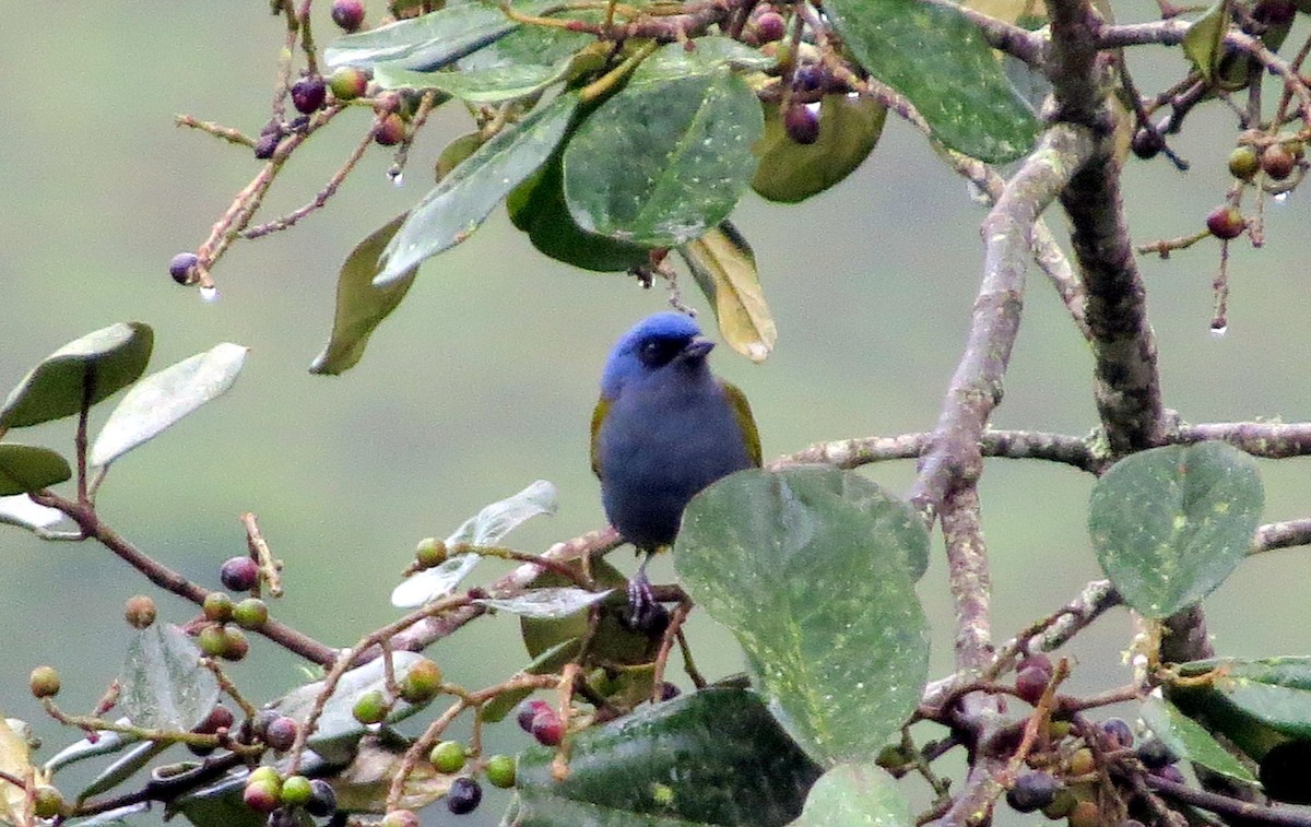Blue-capped Tanager - ML646353019