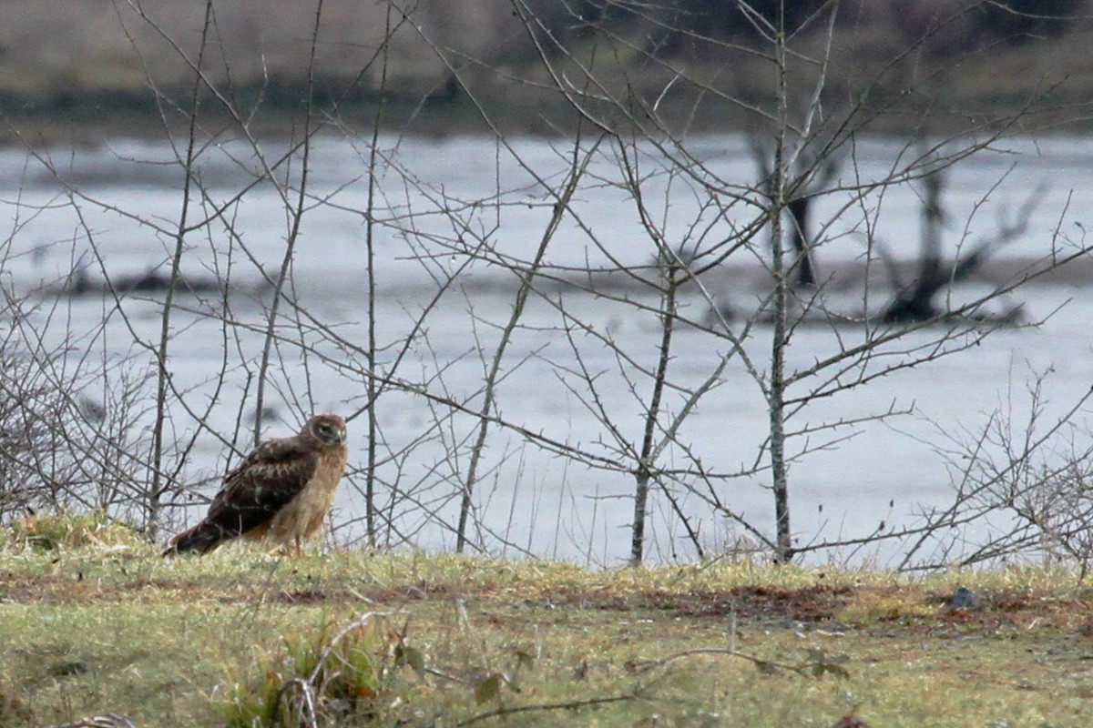 Northern Harrier - ML646353027