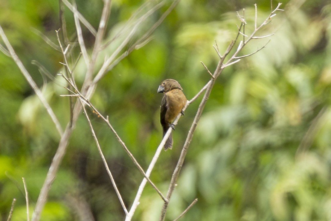 Chestnut-bellied Seed-Finch - ML646353031