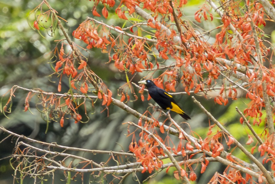 Yellow-rumped Cacique - ML646353032