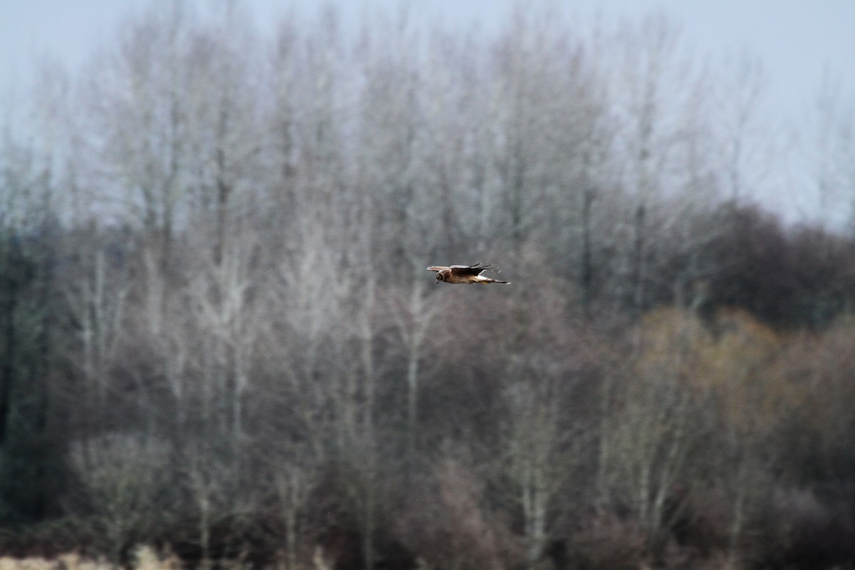 Northern Harrier - ML646353034