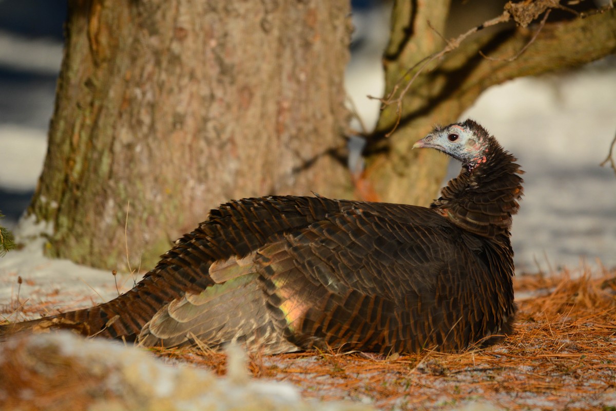 Wild Turkey - ML646353035