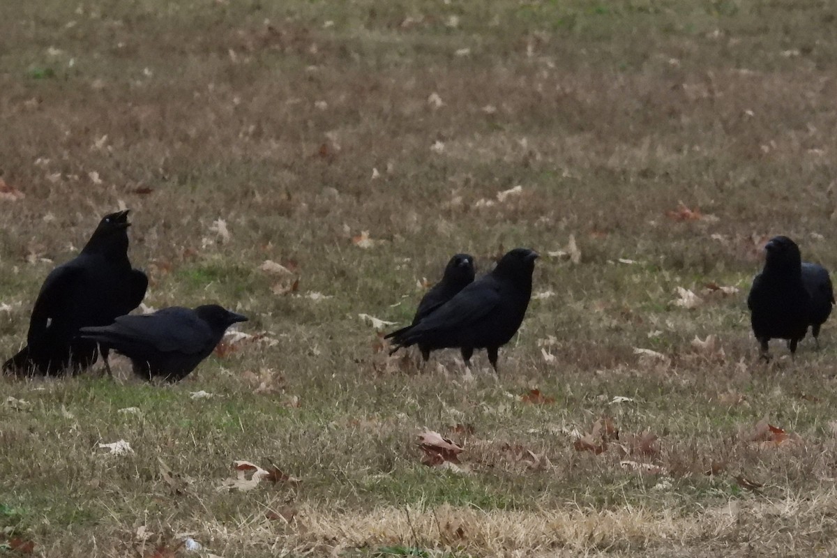American Crow - ML646353037
