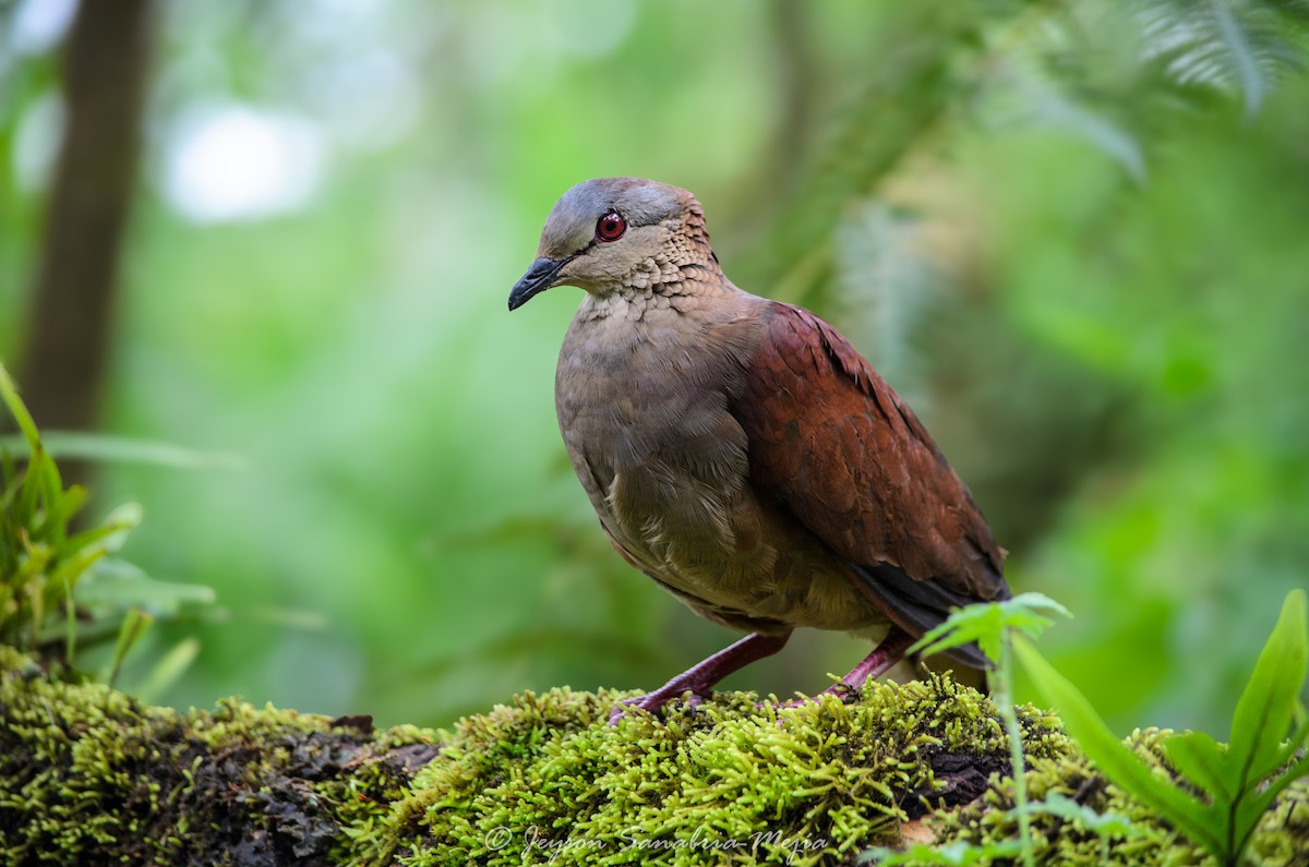 White-faced Quail-Dove - ML646353040
